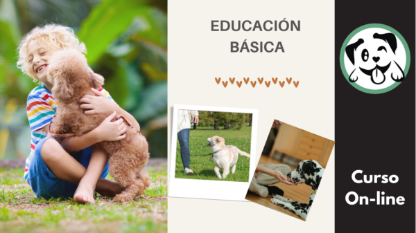 Curso Online Educación Básica