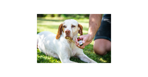 Curso Aromaterapia Canina