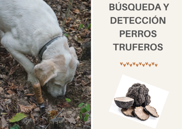 Curso de búsqueda y detección – Perros Truferos