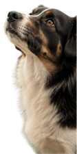 Perro mirando con atención